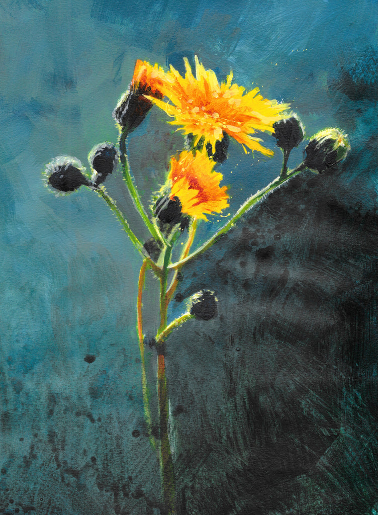 Sow Thistle